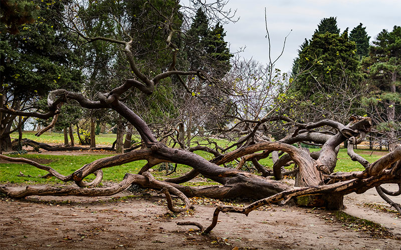 Curved Tree in Sea Garden