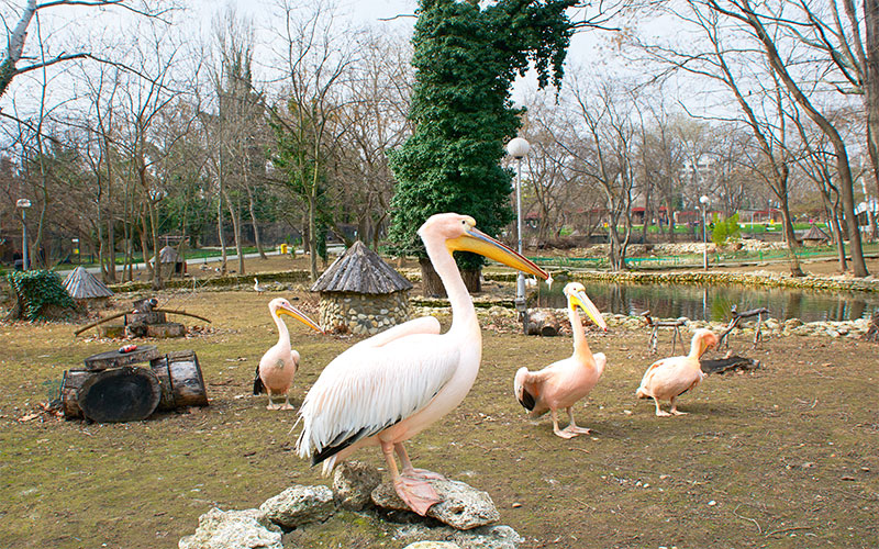 The Zoo in Varna