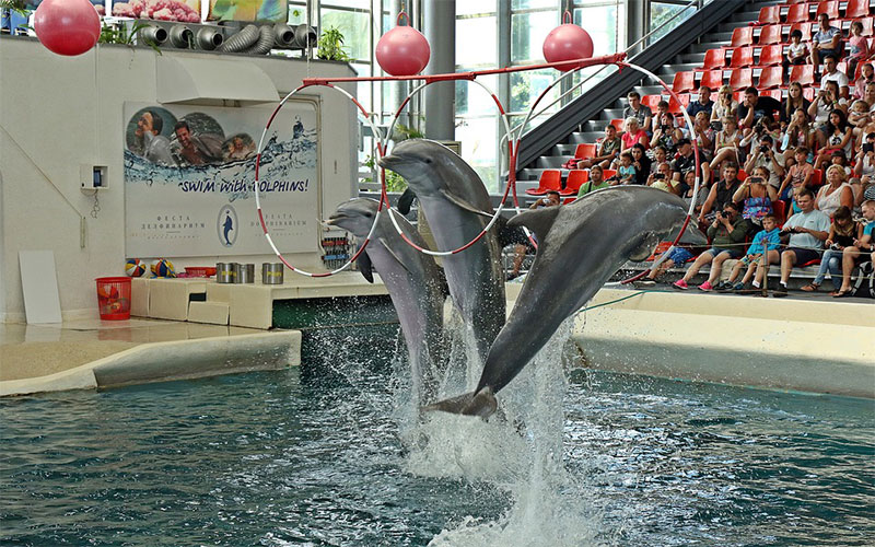 Varna Dolphinarium