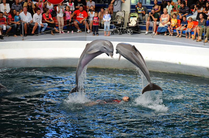 Dolphinarium Varna